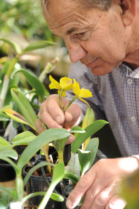 a man up close to a daffodil