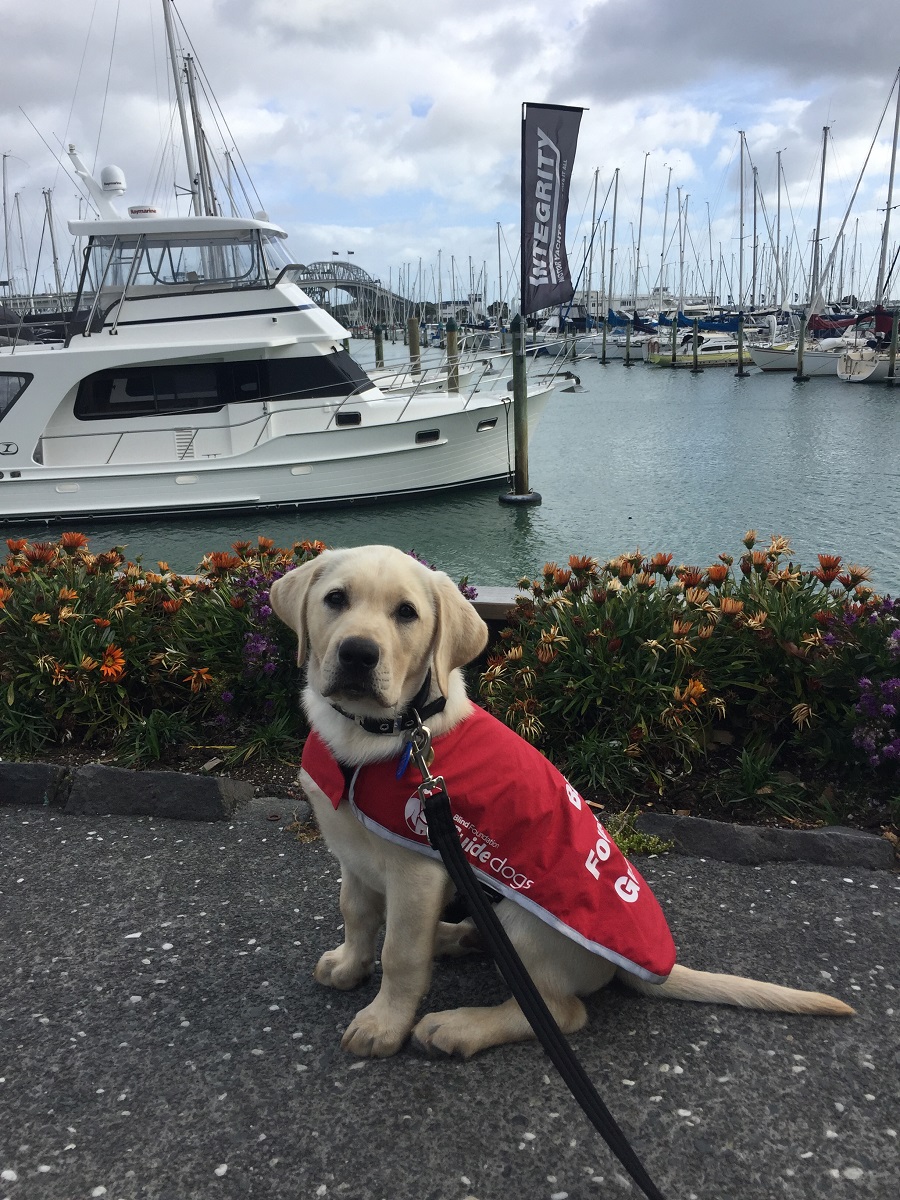 Yates visits the beach Blind Foundation guide dogs