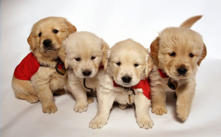 Four Golden Retriever puppies