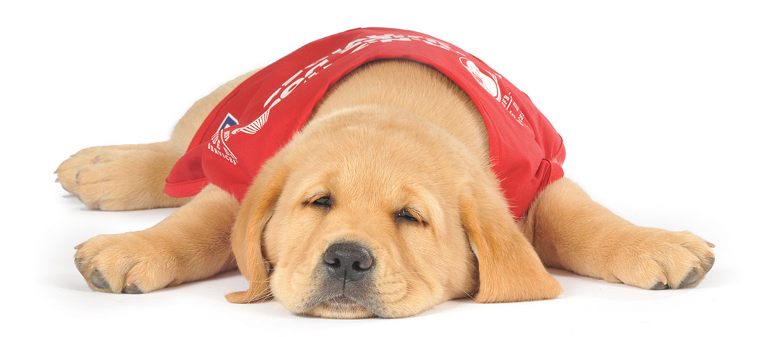 A guide dog puppy is sleeping on the floor