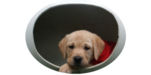 Golden labrador in play tunnel
