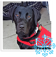 Matty guide dog puppy in training