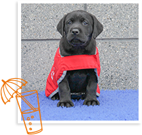Neve puppy in training
