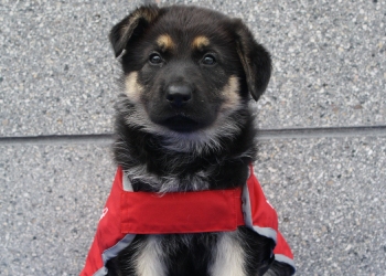 German Shepherd puppy in red guide dog in training coat