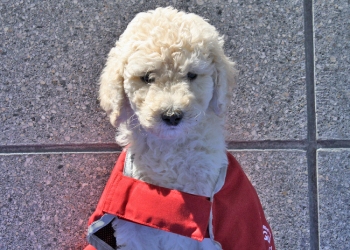 Poodle puppy in red guide dog in training coat