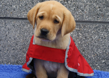 a puppy in red coat